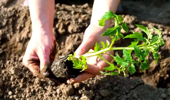 低溫、晚播、潮濕、病害…作物面臨多重考驗，如何才能穩產增產？魚蛋白肥料讓作物抗逆難題迎刃而解！